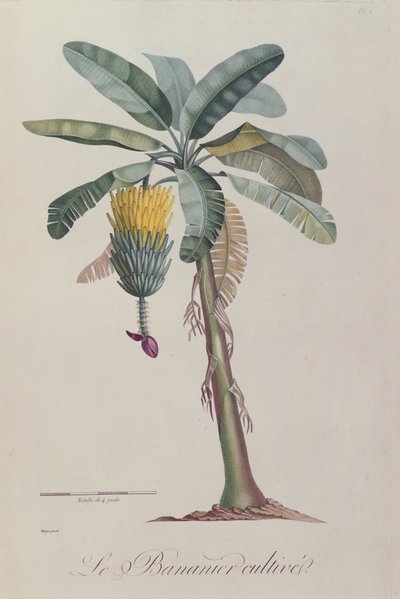 The Banana Tree, from 